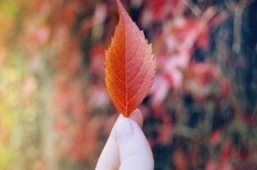 叶知秋图片,秋意渐浓，诗意盎然